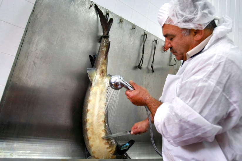How black caviar is produced in Israel How black caviar is produced in Israel
