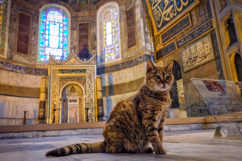 How cats are treated in Islam