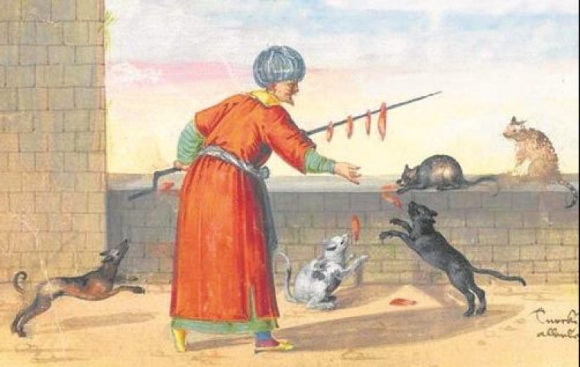 How cats are treated in Islam