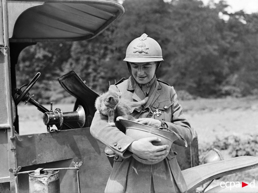 How cats took part in the war