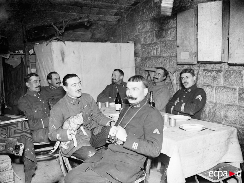 How cats took part in the war