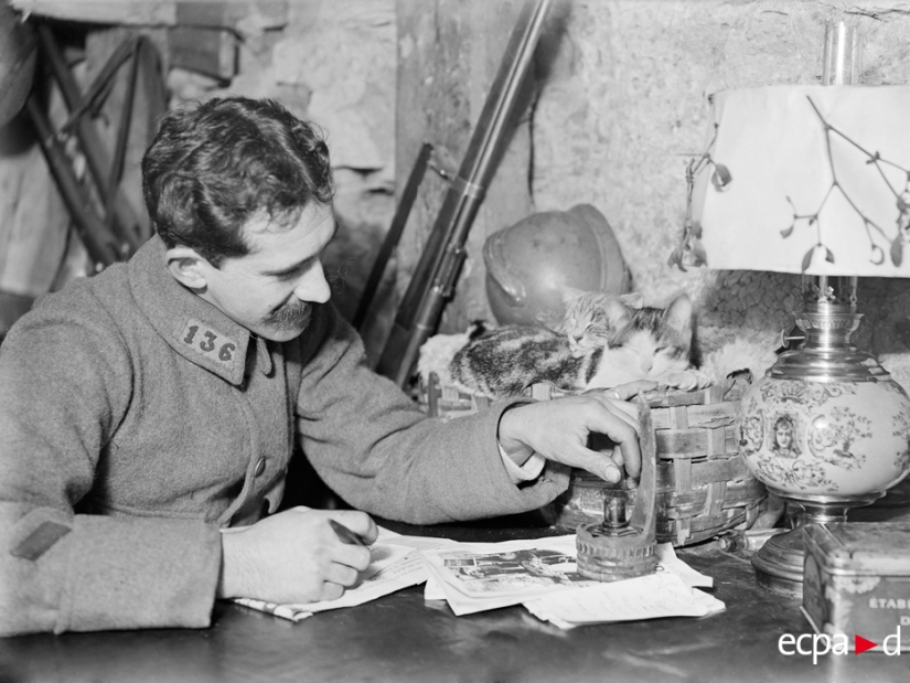 How cats took part in the war