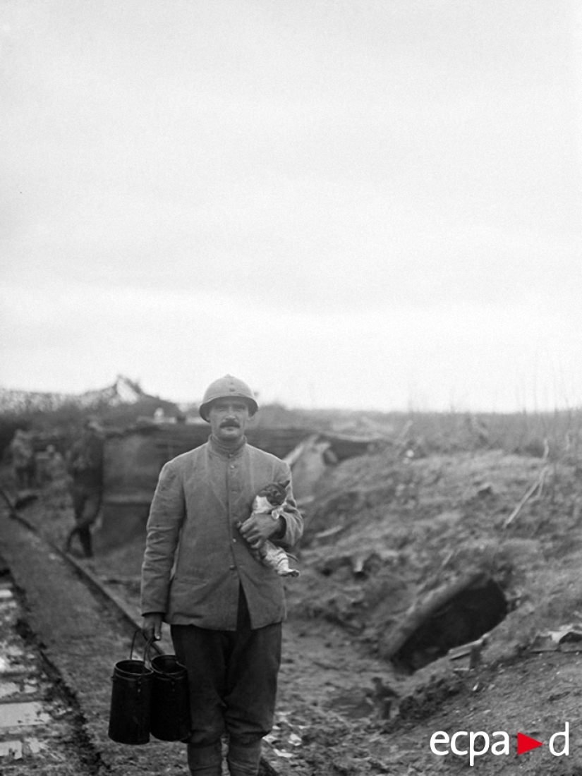 How cats took part in the war