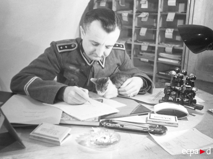 How cats took part in the war