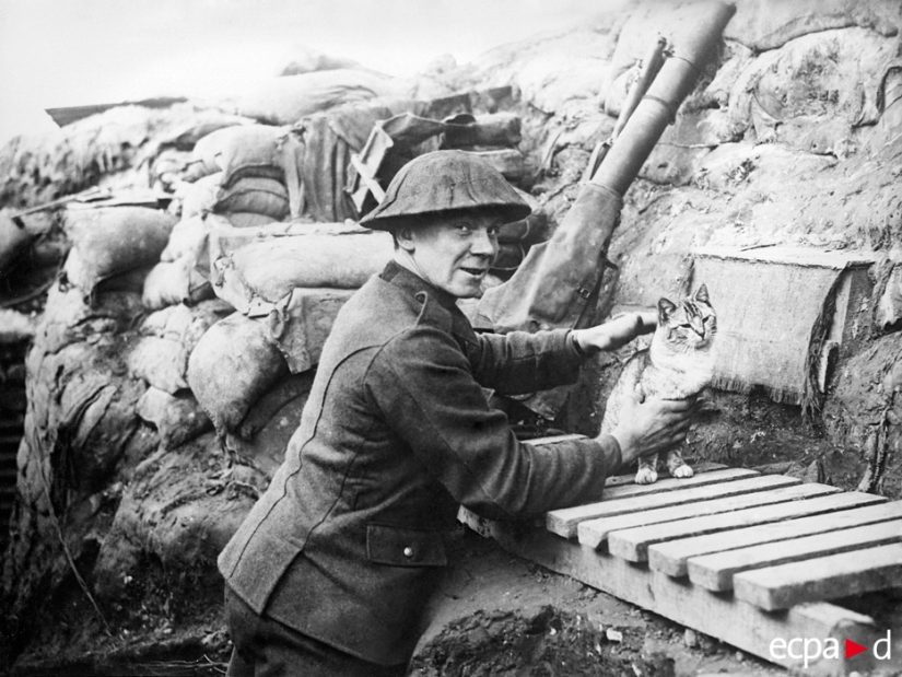 How cats took part in the war