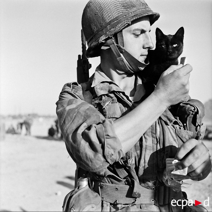 How cats took part in the war