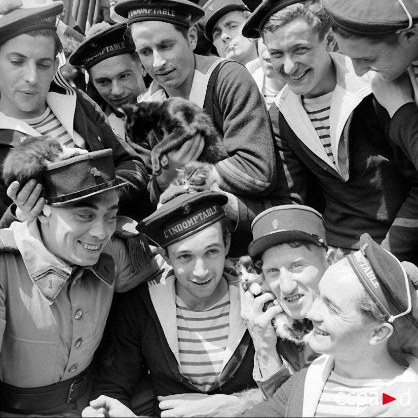 How cats took part in the war