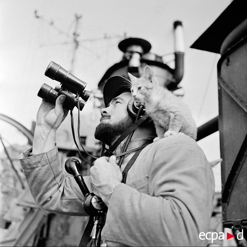 How cats took part in the war