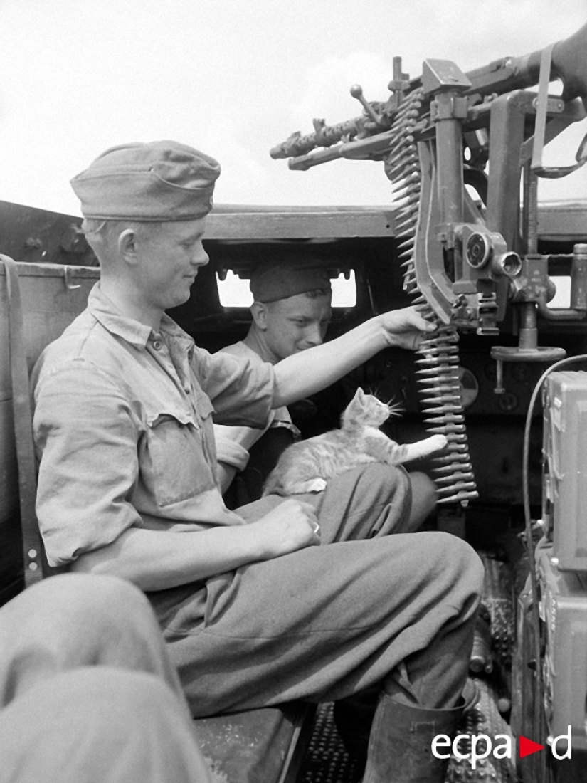 How cats took part in the war