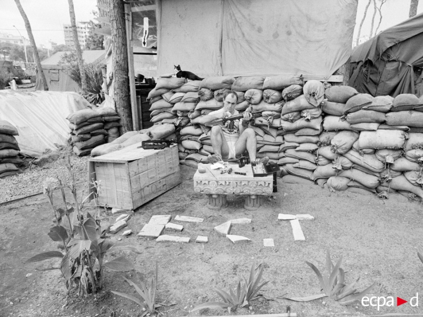 How cats took part in the war