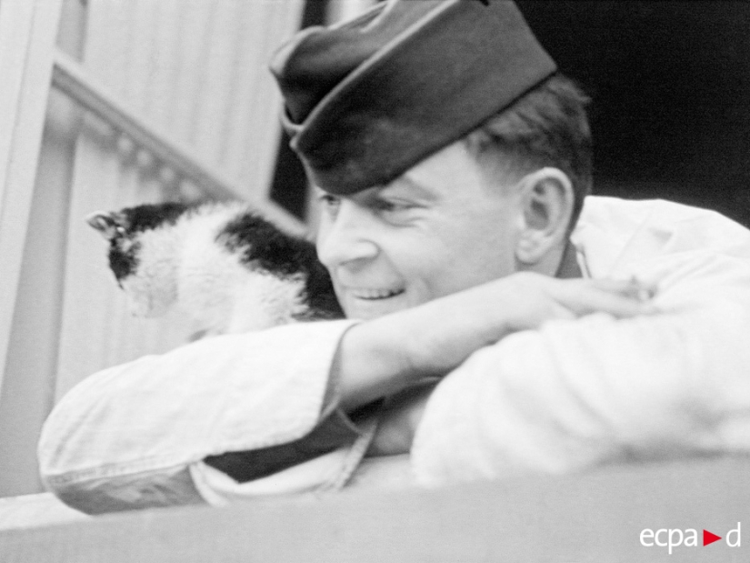 How cats took part in the war