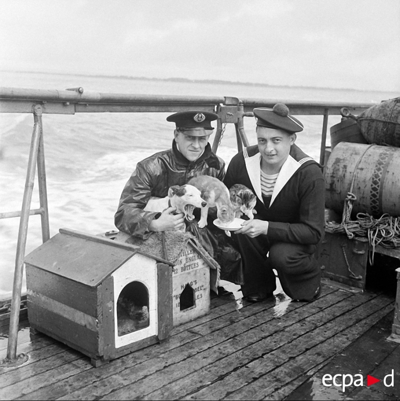 How cats took part in the war