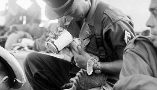 How cats took part in the war