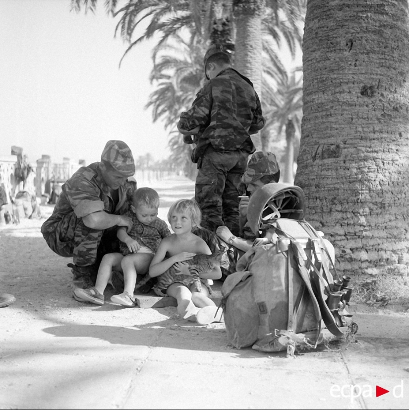 How cats took part in the war