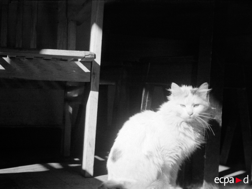 How cats took part in the war