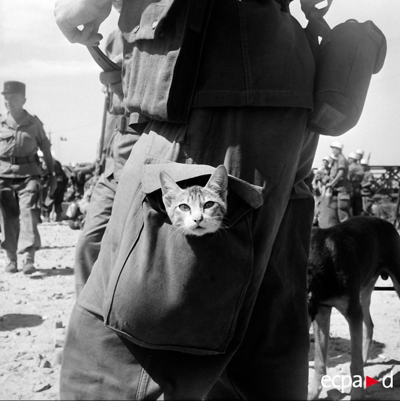 How cats took part in the war