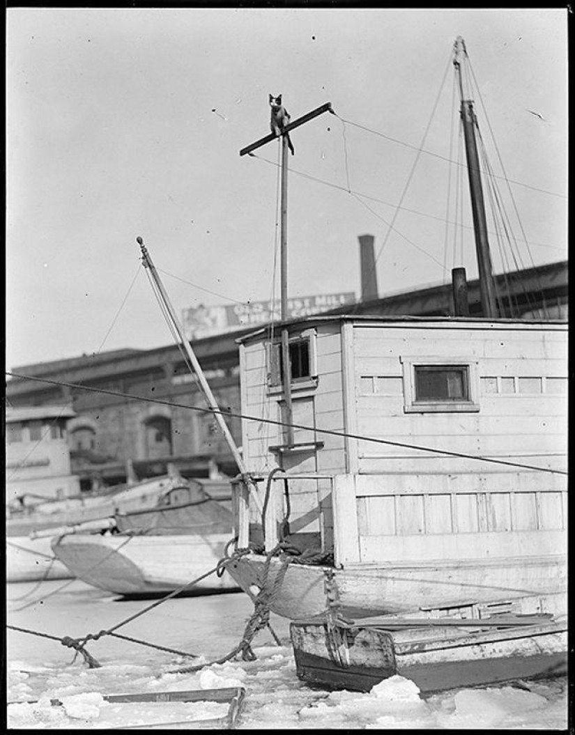 How cats went to sea