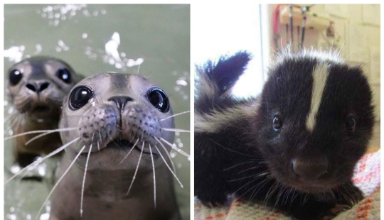 "How cute they are!": 22 photos of baby animals that will make you smile