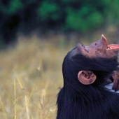 How did scientists try to teach primates to talk?