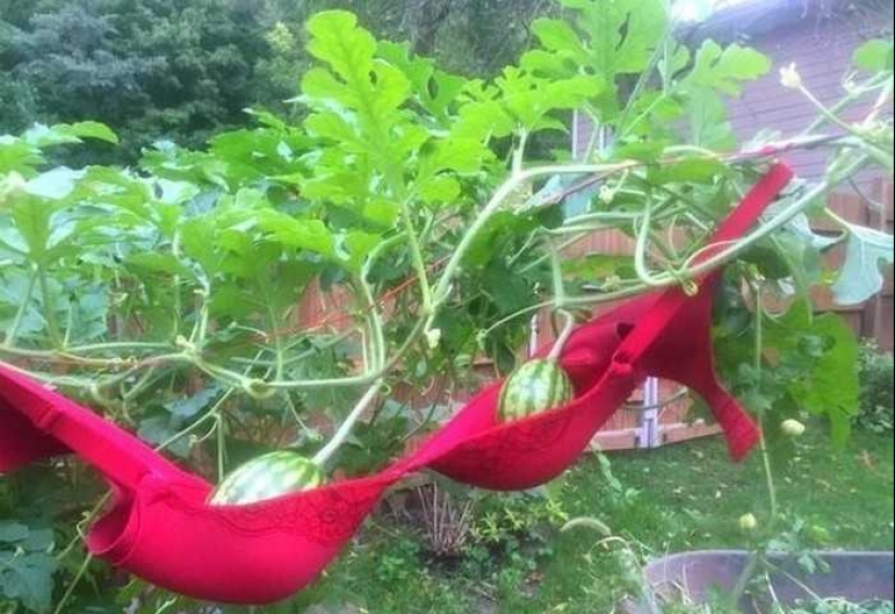 How do you like this, Elon Musk: 22 dubious inventions of domestic geniuses