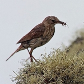 How does a cuckoo manage to throw eggs into other people's nests