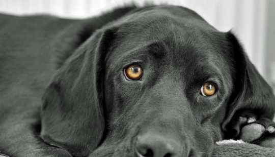 How dogs see How dogs see