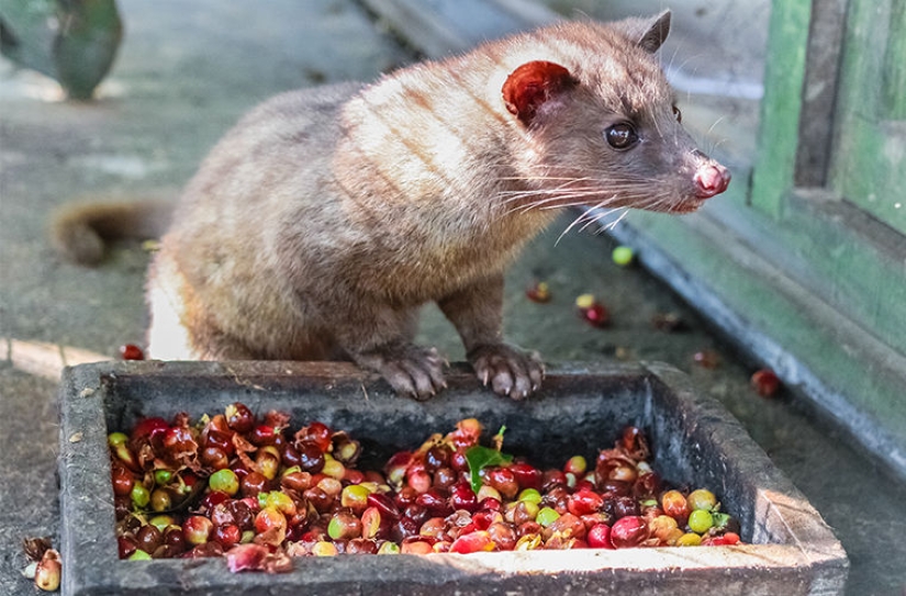How is it that the most expensive coffee in the world is extracted from the excrement of a marten? How is it that the most expensive coffee in the world is extracted from the excrement of a marten?