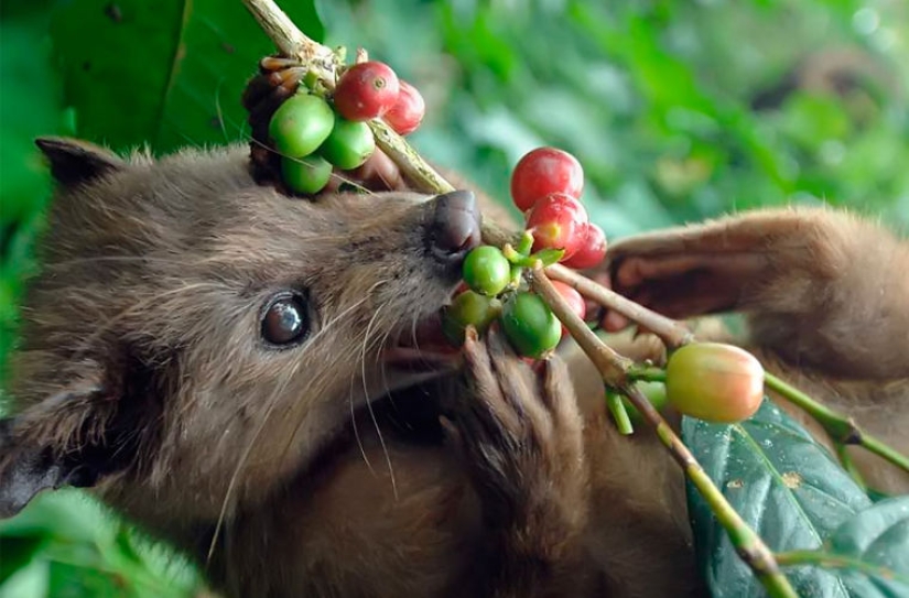 How is it that the most expensive coffee in the world is extracted from the excrement of a marten? How is it that the most expensive coffee in the world is extracted from the excrement of a marten?