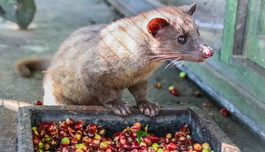 How is it that the most expensive coffee in the world is extracted from the excrement of a marten? How is it that the most expensive coffee in the world is extracted from the excrement of a marten?
