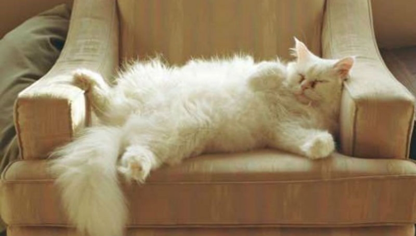 How is your cat trying to talk to you