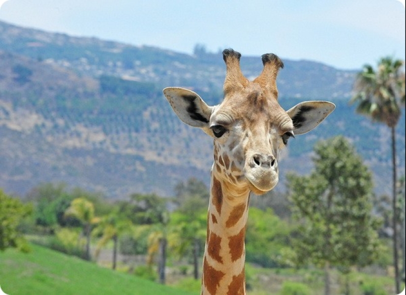 How long is the longest pregnancy in animals How long is the longest pregnancy in animals