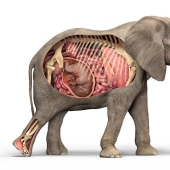 How long is the longest pregnancy in animals