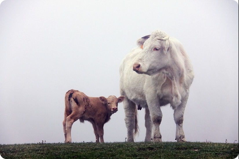 How long is the longest pregnancy in animals How long is the longest pregnancy in animals