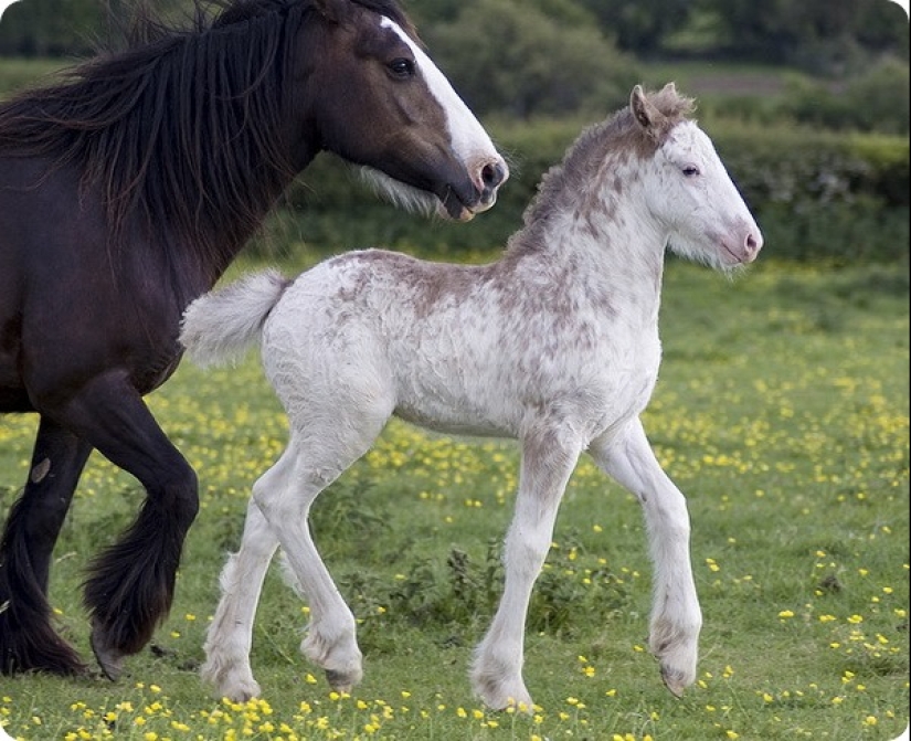 How long is the longest pregnancy in animals How long is the longest pregnancy in animals