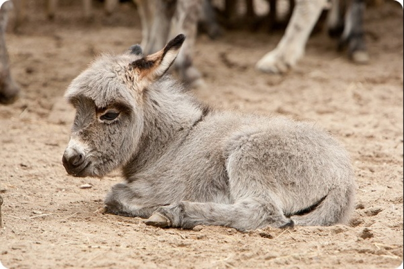 How long is the longest pregnancy in animals How long is the longest pregnancy in animals