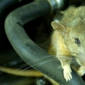 How mice helped defeat the Red Army of the Germans in the battles for Stalingrad