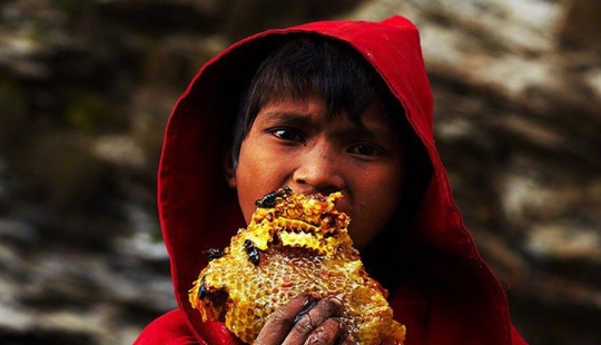 How Nepal's sweet gold is mined