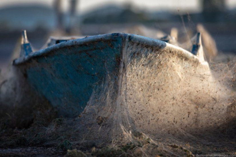 How spiders turn the paradise island of Aitoliko into a horror movie set