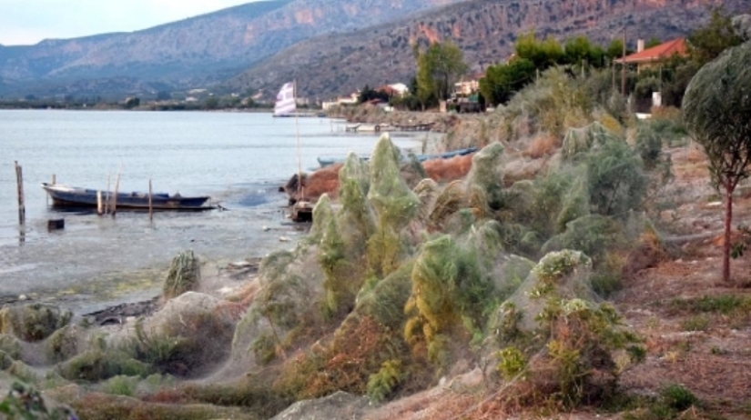 How spiders turn the paradise island of Aitoliko into a horror movie set