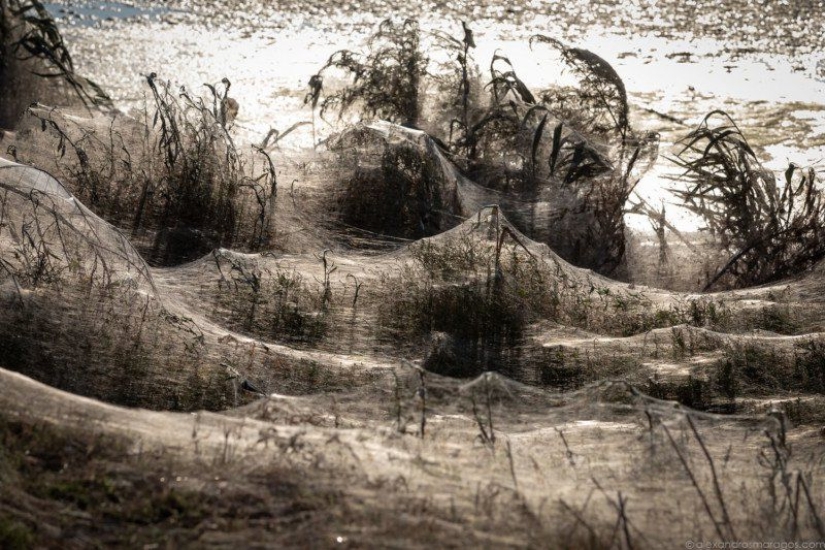 How spiders turn the paradise island of Aitoliko into a horror movie set