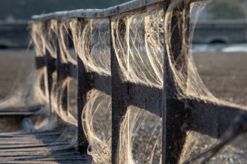 How spiders turn the paradise island of Aitoliko into a horror movie set