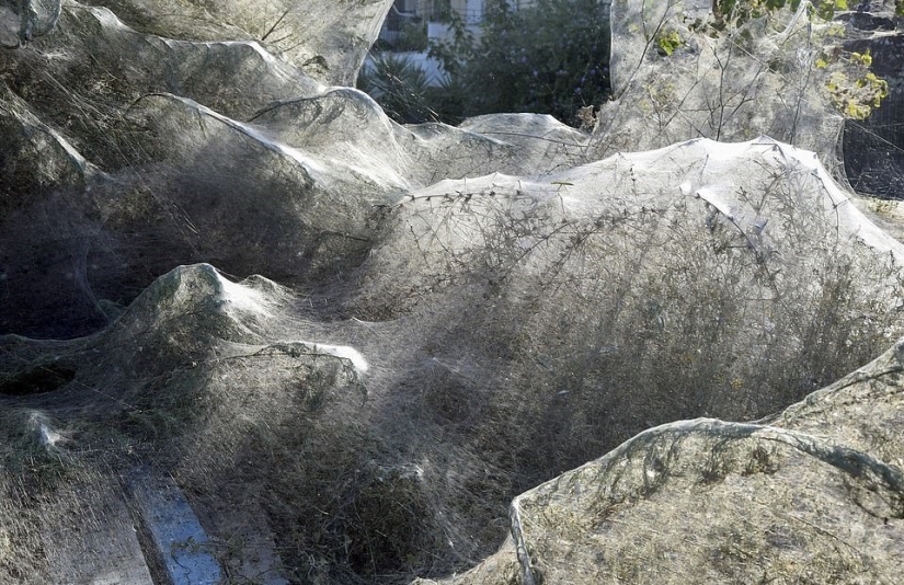 How spiders turn the paradise island of Aitoliko into a horror movie set