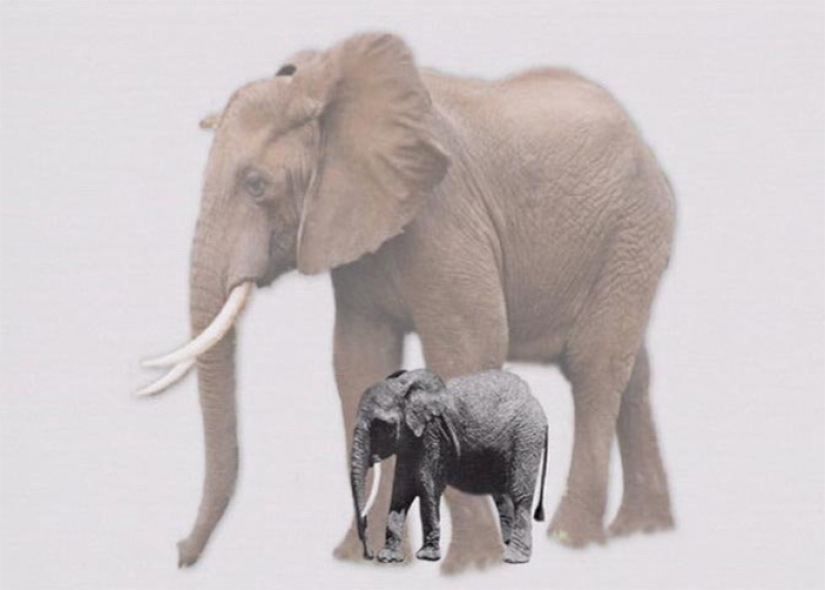 How the Cyclopes appeared in ancient mythology, and where do elephants and ponies come from How the Cyclopes appeared in ancient mythology, and where do elephants and ponies come from