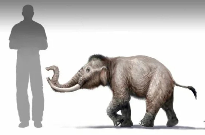 How the Cyclopes appeared in ancient mythology, and where do elephants and ponies come from How the Cyclopes appeared in ancient mythology, and where do elephants and ponies come from