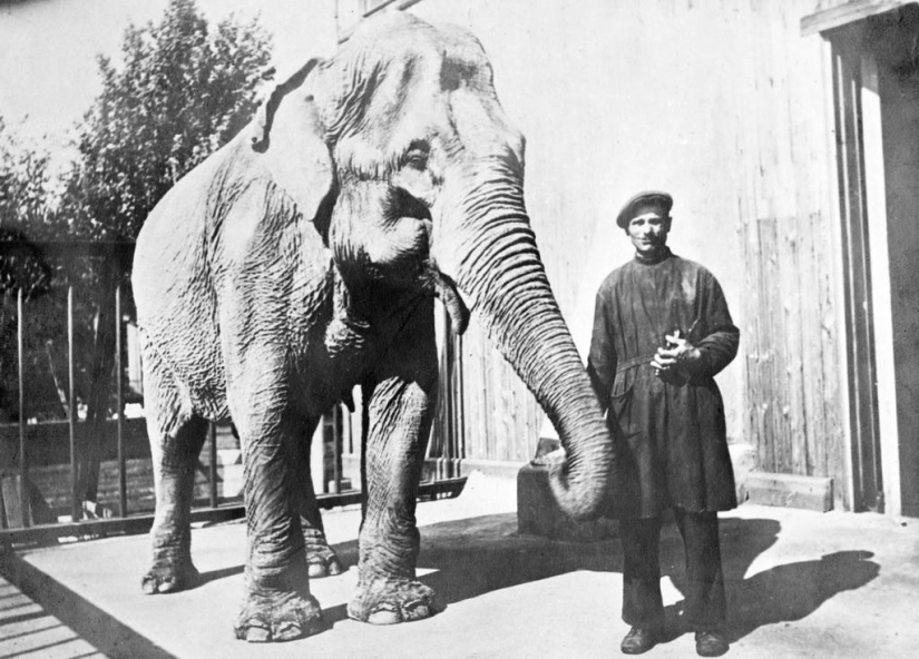 How the Leningrad Zoo survived the blockade
