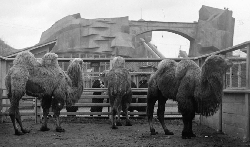 How the Leningrad Zoo survived the blockade