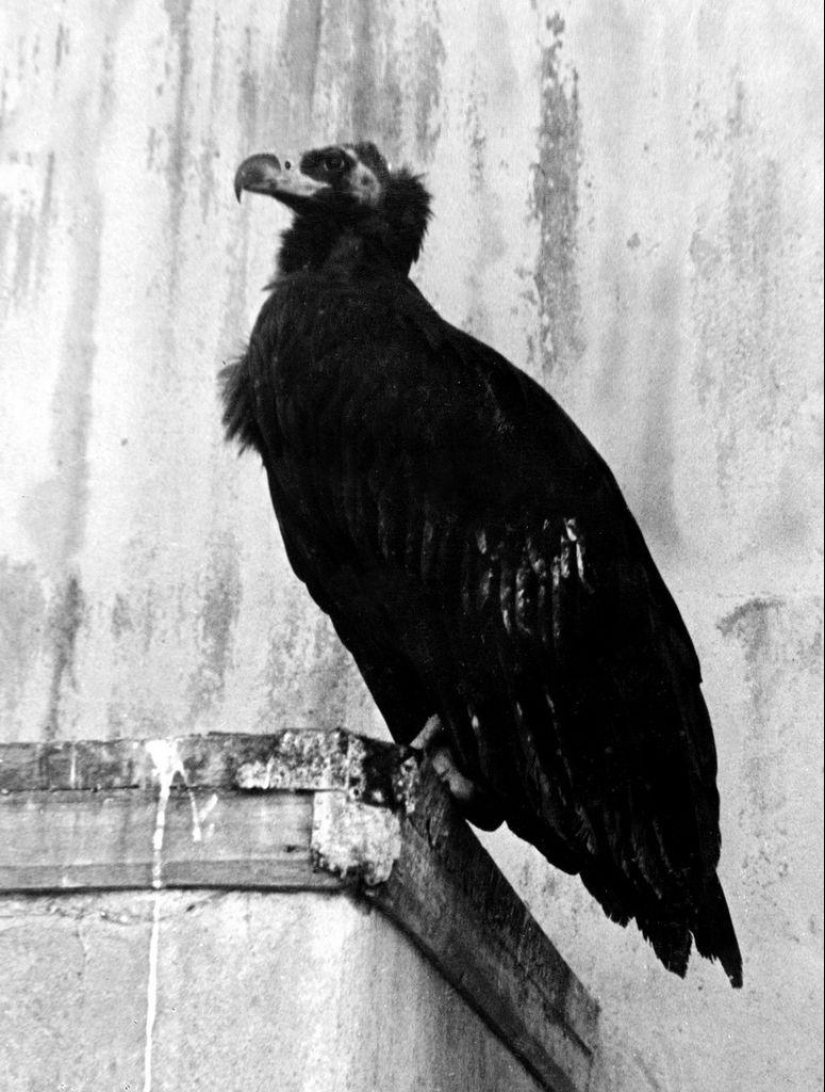 How the Leningrad Zoo survived the blockade