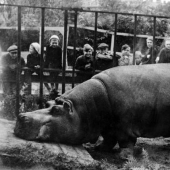 How the Leningrad Zoo survived the blockade