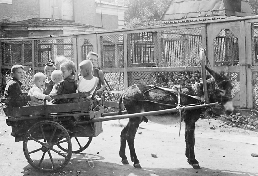 How the Leningrad Zoo survived the blockade