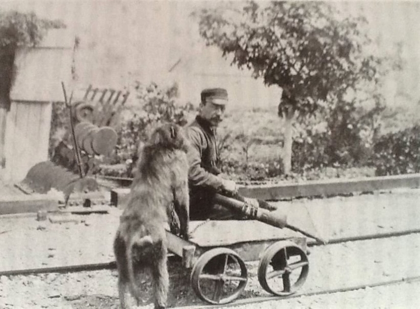How the monkey officially worked on the railway How the monkey officially worked on the railway